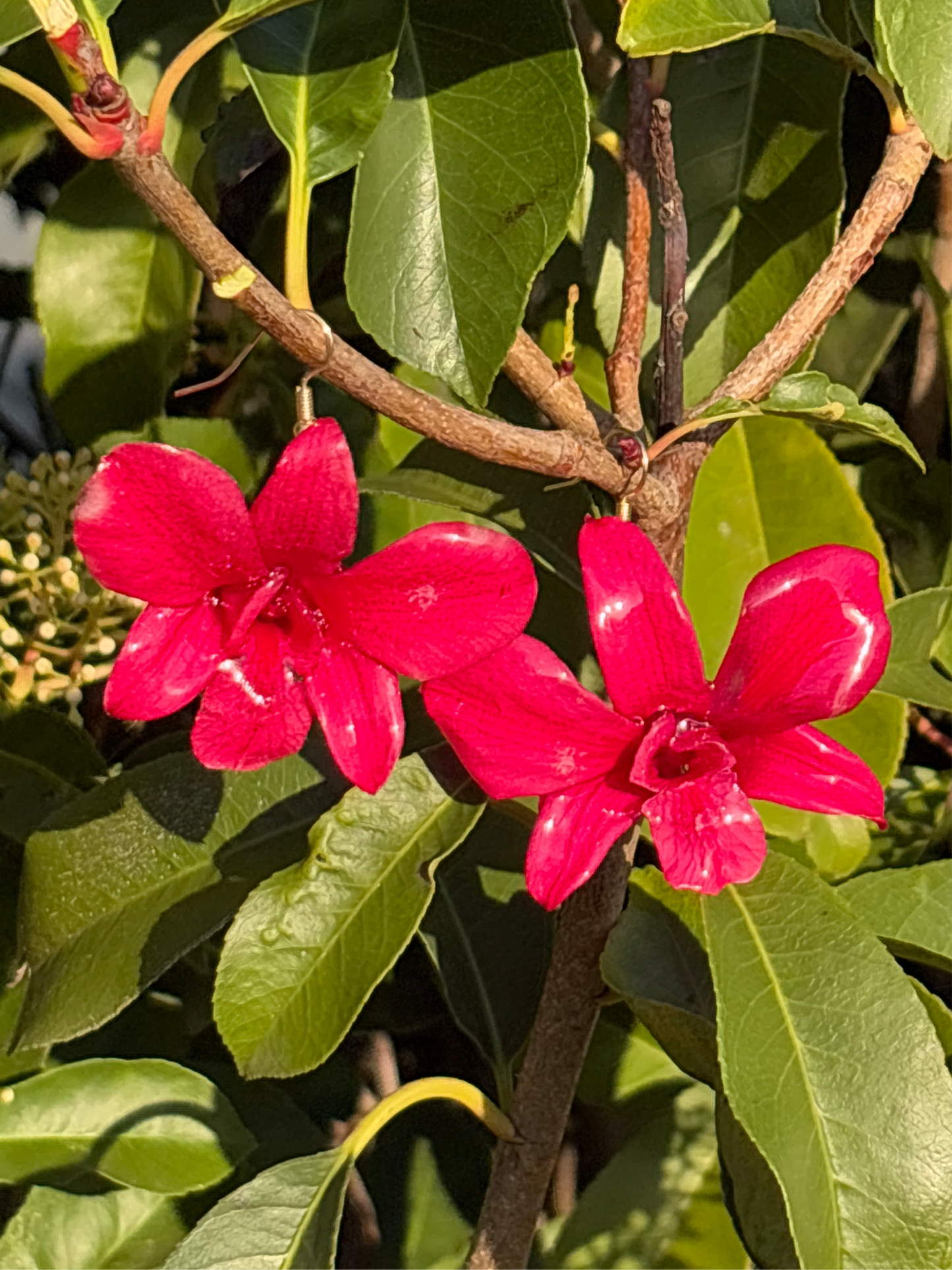 Magenta orchid earring