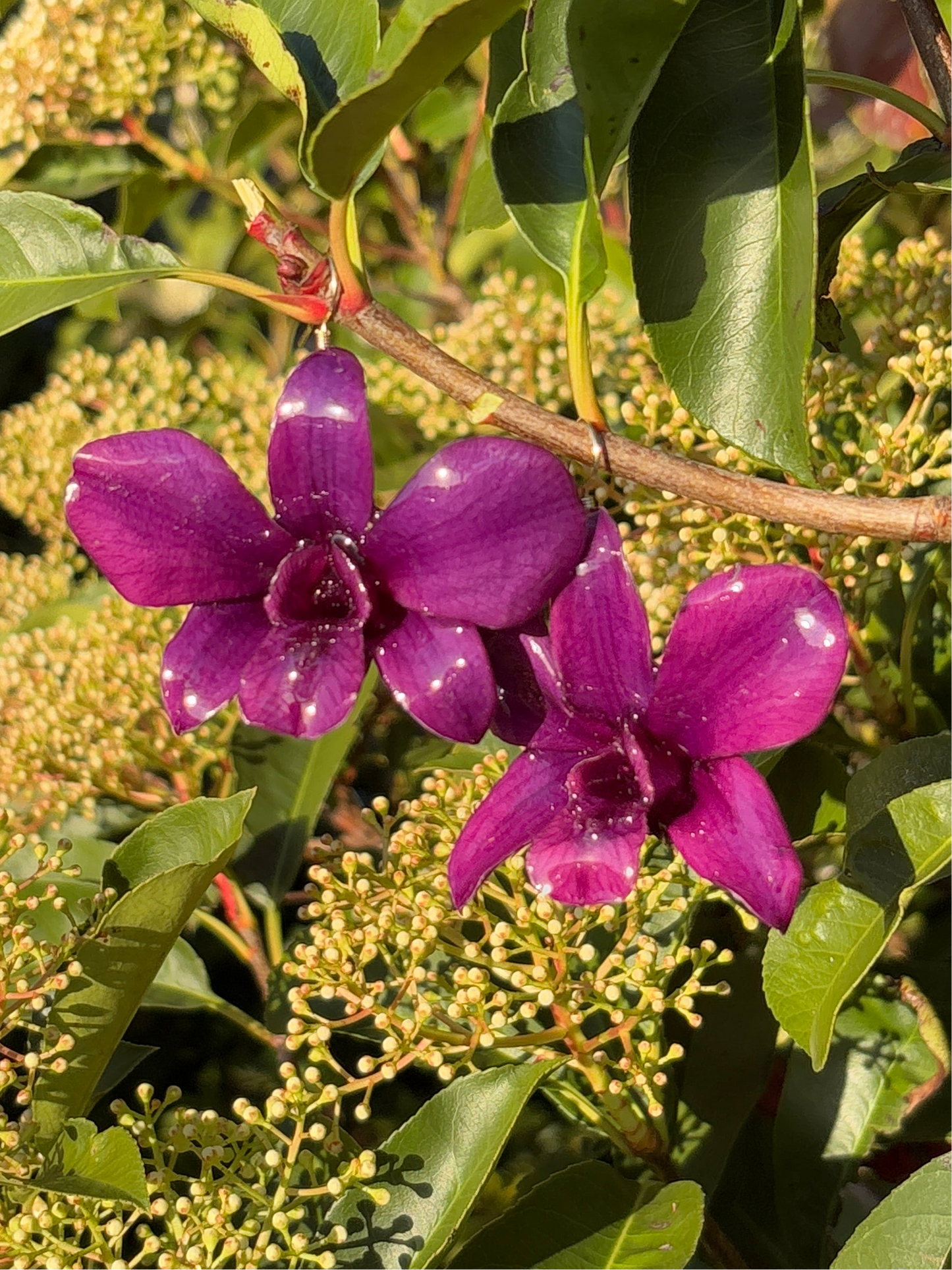 Dark purple orchid earrings