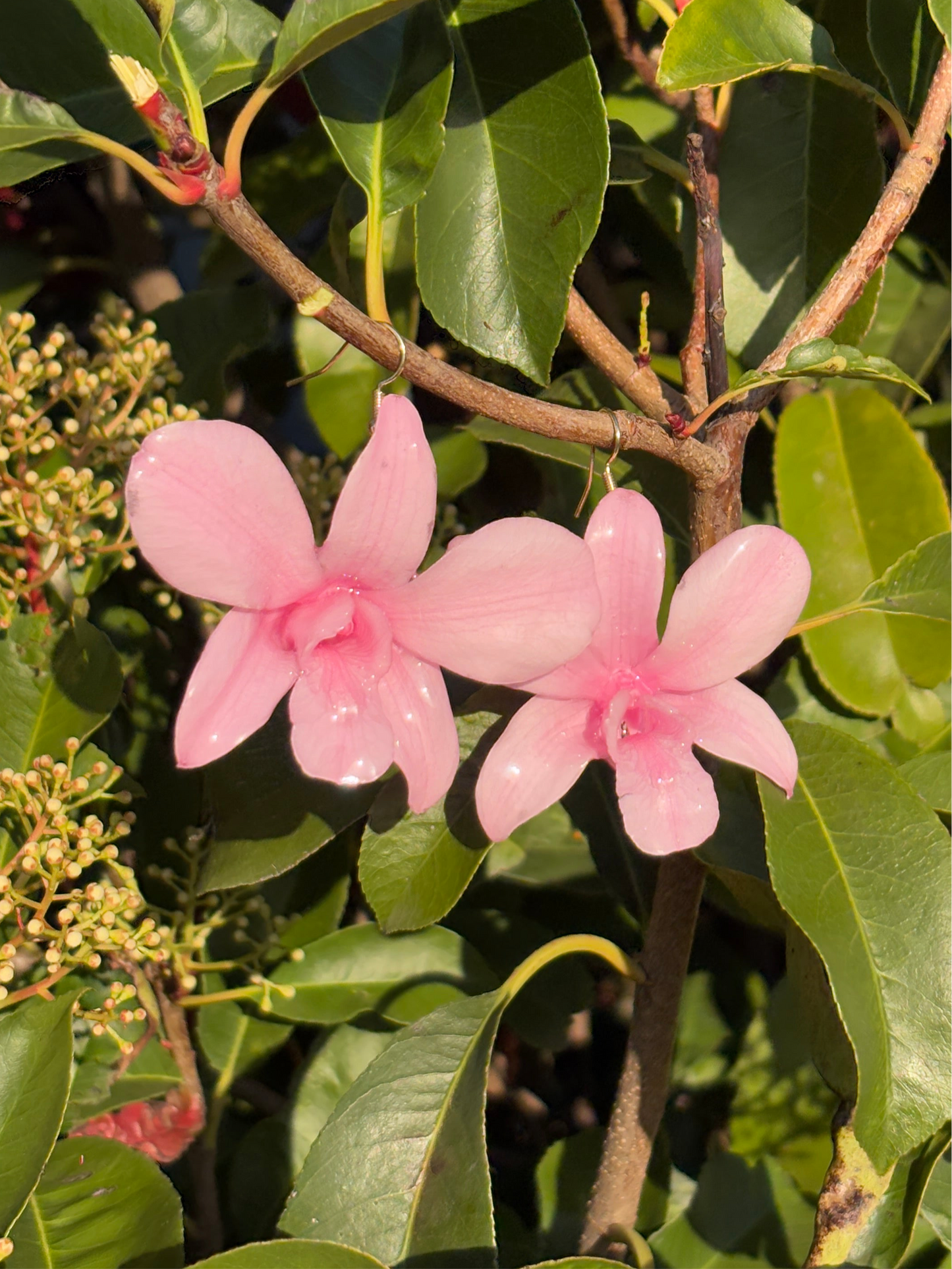 Baby pink orchid earrings