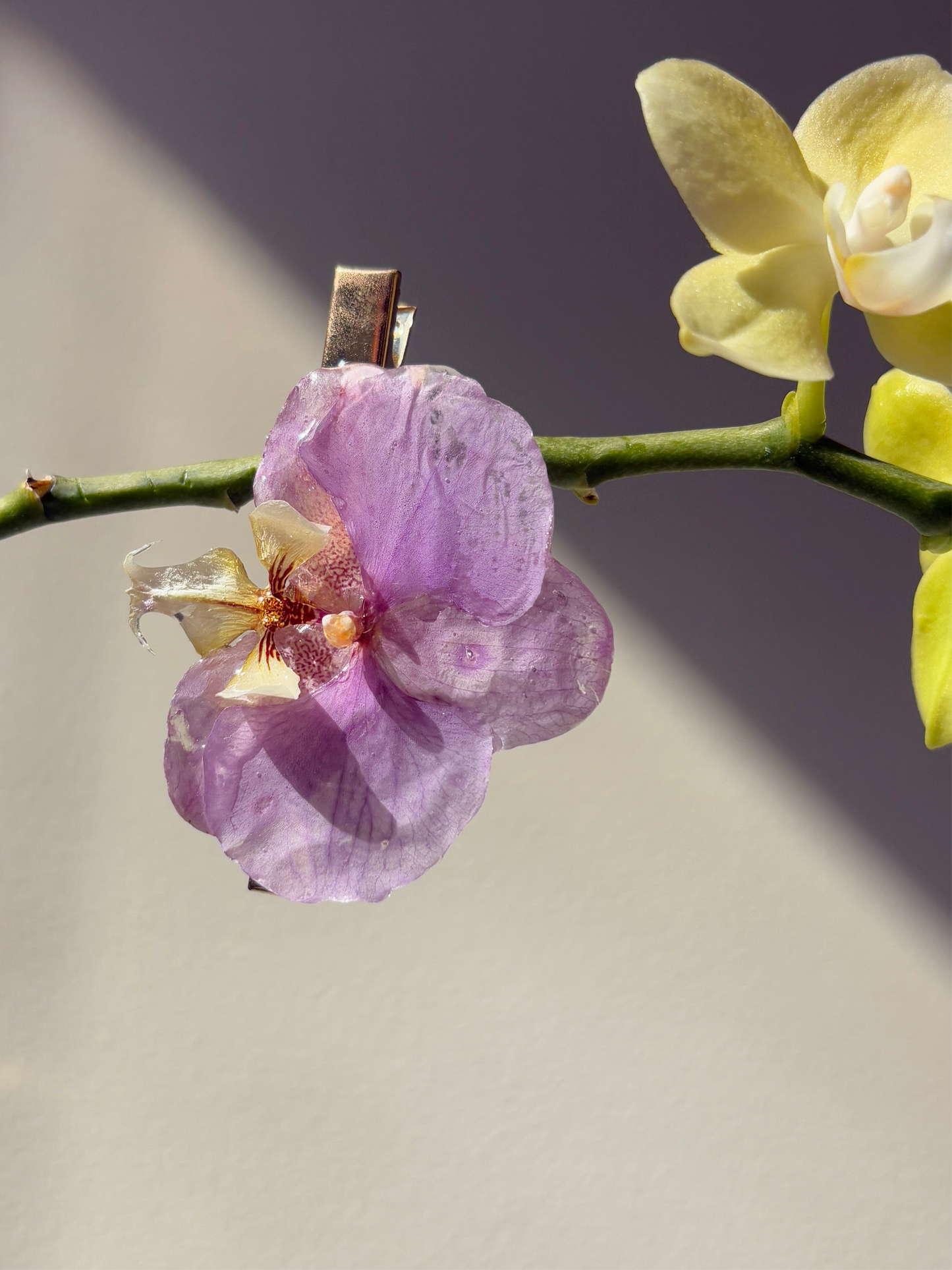 Purple Phalaenopsis hair clip