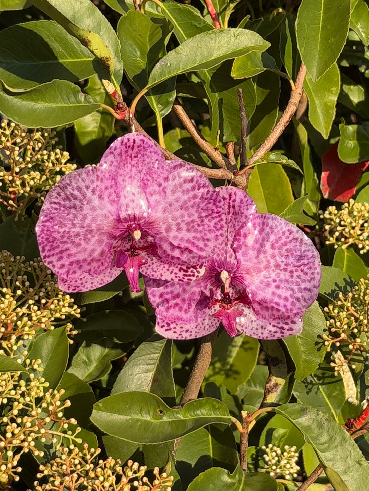 XL purple moth orchid earrings