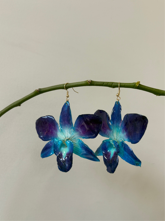 Singapore Orchid blue & purple (Pre order)