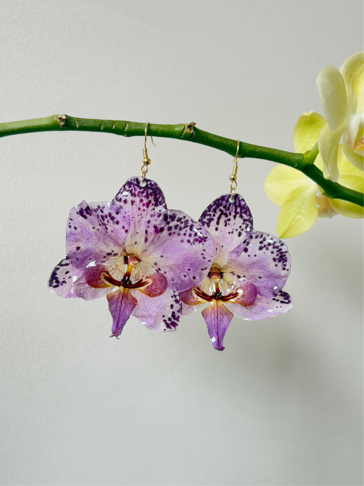 Purple polka dot moth orchid Earrings
