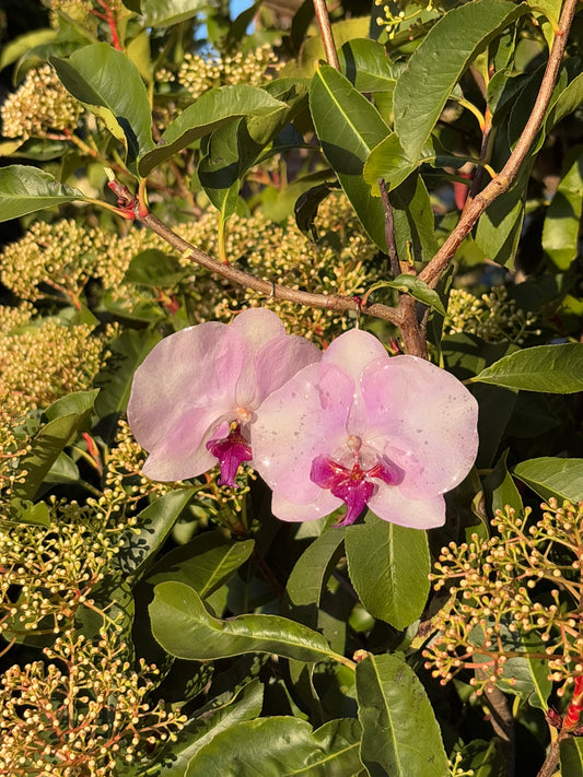 XL lilac moth orchid earring